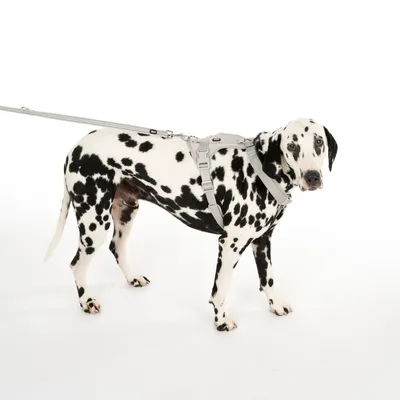 Dalmatier met grijs hondentuigje en lijn, toont de pasvorm en het gebruik van het tuigje.