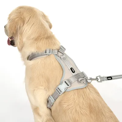 Hond met grijs tuigje en lijn van het merk FCG, toont de pasvorm en bevestiging van het product.