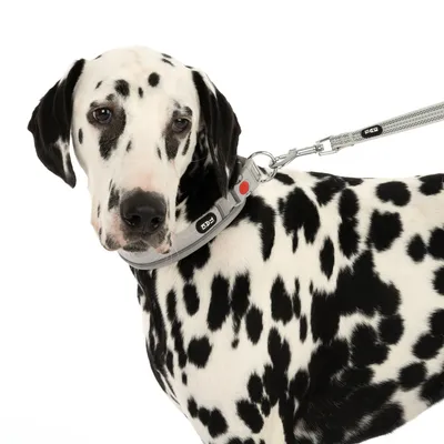Dalmatian con collare grigio per cani e guinzaglio abbinato, logo del marchio 'FLEXI' visibile.