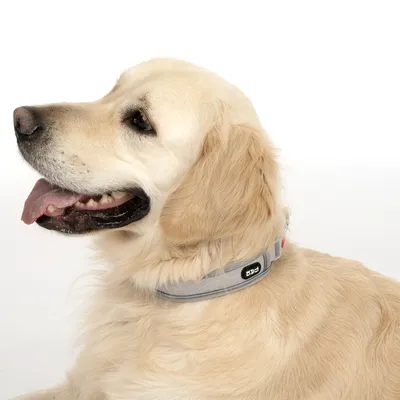 Collare per cani grigio con etichetta nera e scritta 'Ezy'.