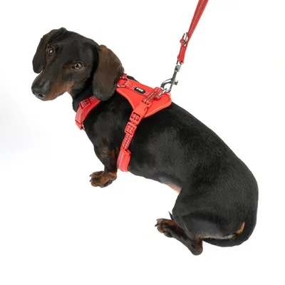 Sort hund med rød sele og line, viser produktets pasform og fastgørelse.