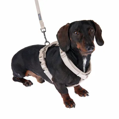 Dunkelbrauner Hund mit beigem Geschirr und Leine, zeigt die Passform des Geschirrs am Tier.