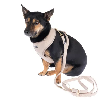 Hund bærer en beige sele med matchende line. Selen har gyldne metalspænder og synligt mærketikette.