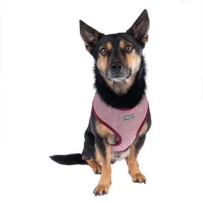 Hund trägt ein rot-weisses Hundegeschirr mit Fischgrätenmuster und sichtbarem Markenetikett.