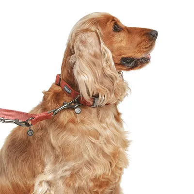 Hond met rode halsband en bijpassende lijn, metalen sluiting zichtbaar. Merknaam 'Nomad Tales' op de halsband.