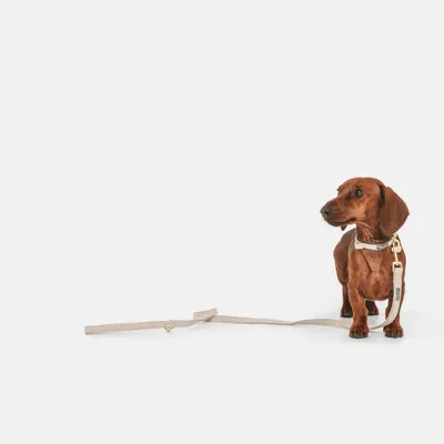 Brown dog with beige fabric collar and matching lead, golden metal fastenings visible.