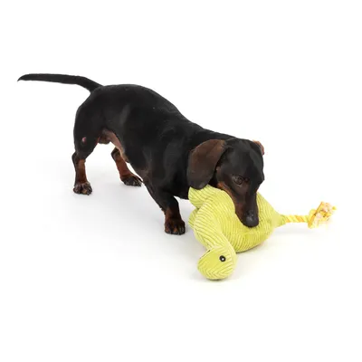 Hund spielt mit grünem Stoffspielzeug in Form eines Tieres mit Seil und Knopfaugen.
