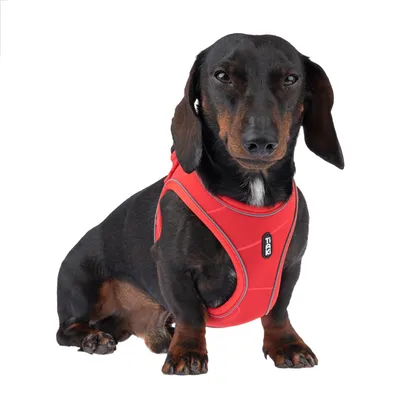 Hundsele i rött med synlig logotyp 'TRIXIE', passar små hundar.