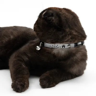 Černá kočka s šedým obojkem, na kterém je vidět zvonek a potisk tlapek a domečku. Obojek má kovové zapínání.