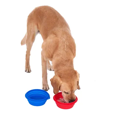 Chien beige mangeant dans une gamelle pliante rouge, gamelle pliante bleue vide à côté. Les deux gamelles sont en plastique.