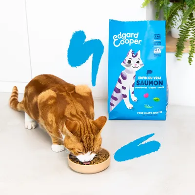 Edgard & Cooper kattenvoer, blauwe verpakking met tekst: 'Enfin du vrai saumon, cranberries, basilic, menthe, pour chats adultes'. Kat eet uit een voerbakje naast de zak.