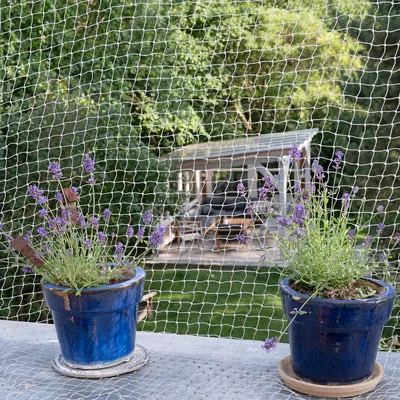 Rede de proteção para gatos na varanda com plantas de lavanda em vasos azuis, impede que saltem para fora.