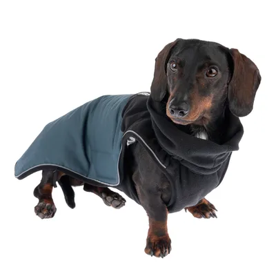 Hund mit schwarzem Fleece-Mantel und blauem wasserdichtem Überzug, geeignet für kalte oder regnerische Tage.