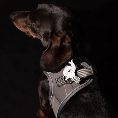 Perro con arnés gris y colgante reflectante con logotipo. Arnés con correas ajustables y materiales resistentes.