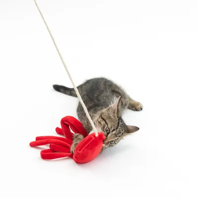 Junge Katze spielt mit einem roten Plüschspielzeug in Form eines Hummers, das an einer Schnur befestigt ist.