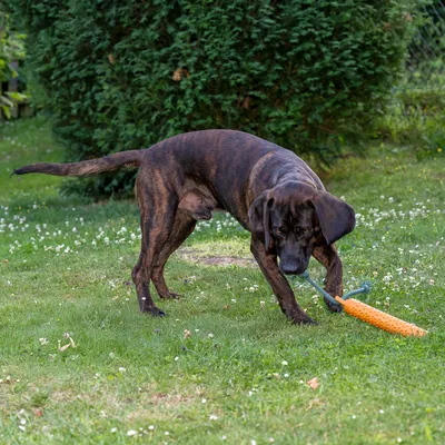 Hund leger i haven med et orange legetøj formet som en majskolbe.
