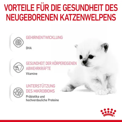 Vorteile für die Gesundheit von neugeborenen Katzenwelpen: Gehirnentwicklung (DHA), Abwehrkräfte (Vitamine), Unterstützung des Mikrobioms (Präbiotika, hochverdauliche Proteine).