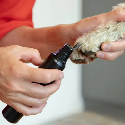 Hand hält eine elektrische Krallenschleifmaschine und bearbeitet die Pfote eines Tieres.