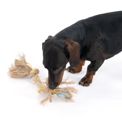 Dog playing with a braided natural fibre rope toy with yellow and blue accents.