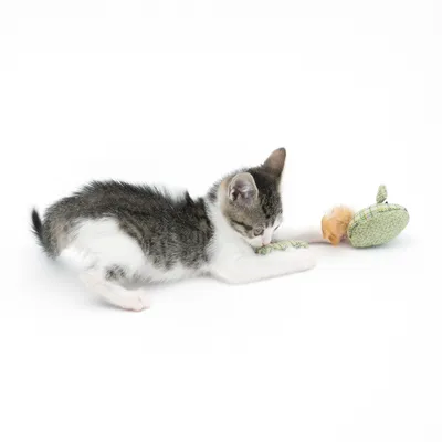 Young kitten playing with green fabric toy shaped like an apple with fur accent.