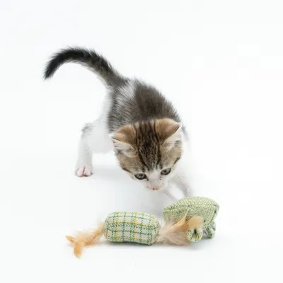 Chaton tigré jouant avec deux jouets verts en tissu et plumes, posés sur fond blanc.
