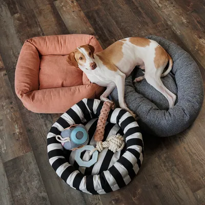 Drei Hundebetten in verschiedenen Farben und Designs, mit Spielzeug wie Seil, Knochen und Ball. Ein Hund liegt im grauen Bett.