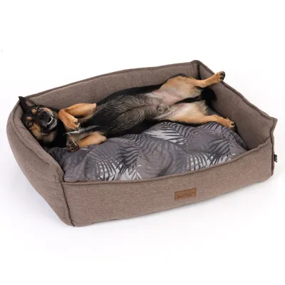Hund ligger avslappnat i en brun hundsäng med grå kudde och bladmönster. Etiketten 'Pet Maison' synlig på sängen.
