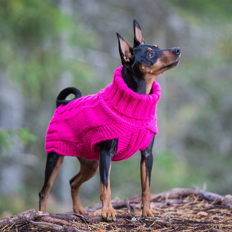 Perro con un jersey de punto rosa con cuello alto, adecuado para días fríos. El jersey tiene un diseño texturizado.