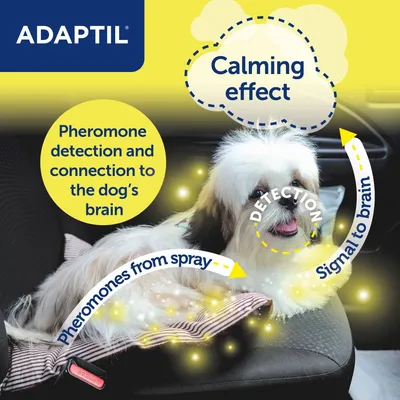 Diagram showing pheromones from spray detected and connected to the dog's brain, resulting in a calming effect. Text highlights detection and signal to brain process.