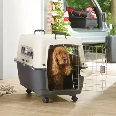 Cage de transport pour chien en plastique avec porte grillagée, poignée sur le dessus et roulettes, chien à l’intérieur, gamelle fixée à la porte.