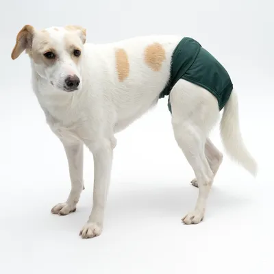 Cane che indossa un pannolino verde per cani, adatto per incontinenza o calore.