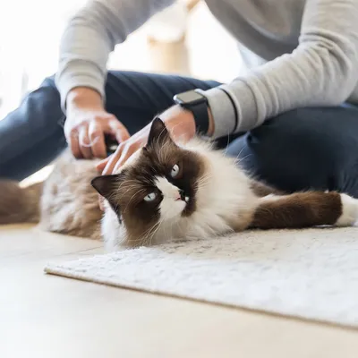 Person borstar en långhårig katt på en matta. Visar användning av en vårdprodukt för husdjur.