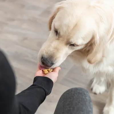 Hund frisst kleine Stücke Futter aus der Hand einer Person. Demonstration der Fütterung mit Snacks oder Trockenfutter.