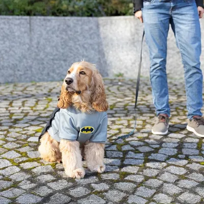 Warner Bros™ DC costume da cane Batman