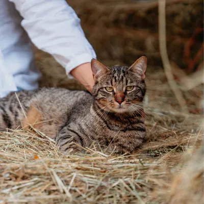 Virbac Veterinary Cat HPM Digestive Support