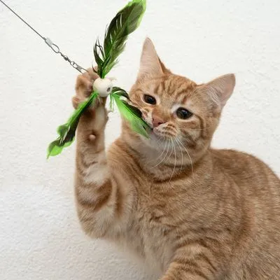 Kortharige oranje kat speelt met hengelspeeltje met groene veren en wit bolletje, zichtbaar aan metalen draad. Materiaal: kunststof, metaal, veren.