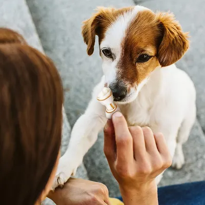 Persona che tiene la zampa a un cane bianco e marrone seduto su gradini di pietra, vista dall'alto. Nessun prodotto o marchio visibile.