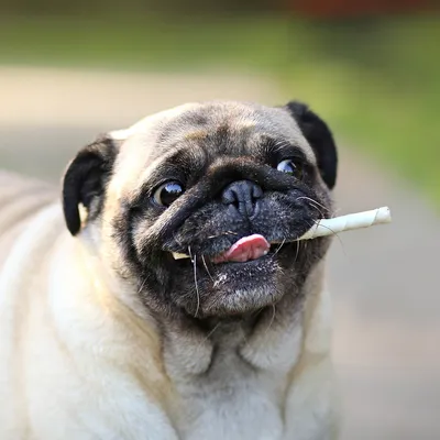 Dog holding a chew stick in its mouth, demonstrating use of the product