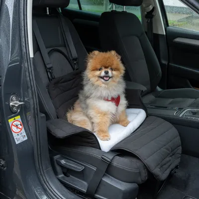 Hund sitzt auf einer schwarzen Autositzabdeckung mit weisser Polsterung, Sicherheitsgurte befestigt. Warnaufkleber an der Tür sichtbar: Keine Tiere ungesichert transportieren.