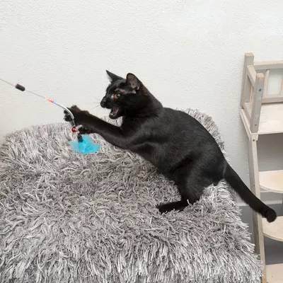 Črna mačka se igra z ribiško igračo z modrim pernatim obeskom na sivem plišastem blazini.