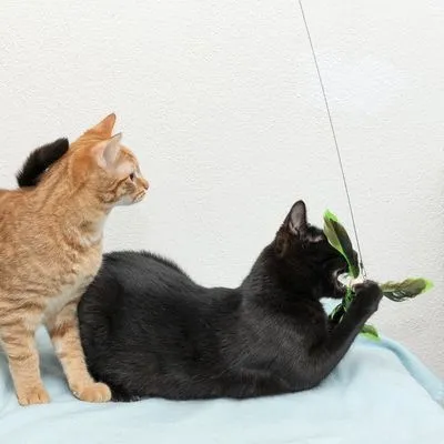 Twee katten spelen met een hengelspeeltje met groene veren op een lichtblauwe deken. Het zwarte katje houdt het speeltje vast, het oranje katje kijkt toe.