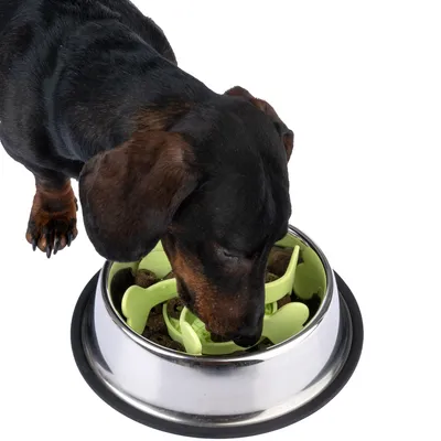 Dog eating from a stainless steel bowl with green anti-gulp insert that promotes slow eating.