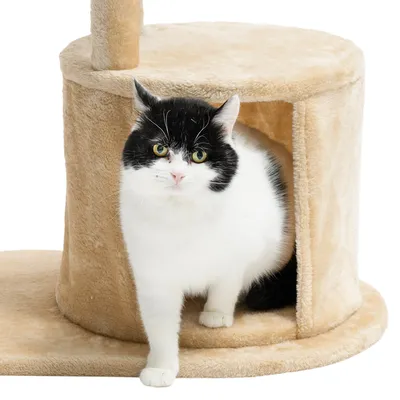 Schwarz-weisse Katze verlässt beige Kratzbaumhöhle mit weichem Plüschbezug.