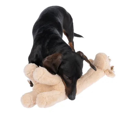Hund spielt mit einem beigen Plüschspielzeug in Knochenform.