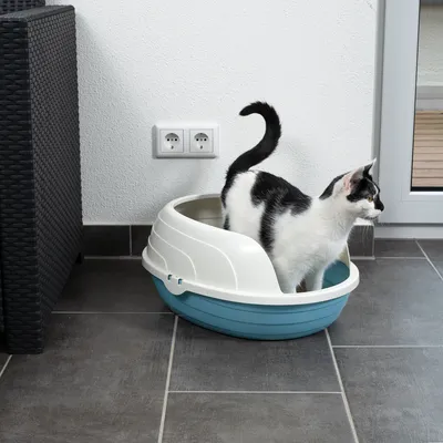 Gatto bianco e nero in una lettiera bianca e blu con bordo medio-alto, posizionata su piastrelle grigie.