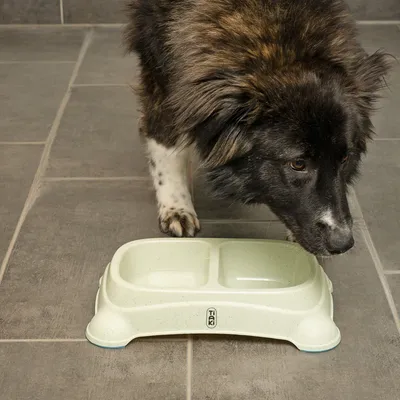 Dublu bol din plastic de la TIAKI, potrivit pentru hrană și apă. Câine inspectează bolul pe o podea cu gresie.