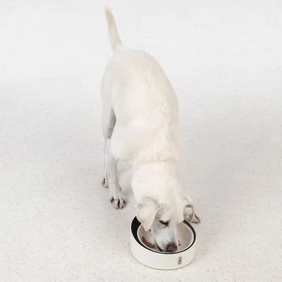 TIAKI умная миска с весами