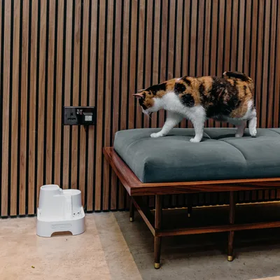 Il gatto è seduto su un cuscino, accanto a una fontanella bianca con la scritta CAT MATE sul pavimento davanti a un rivestimento in legno.