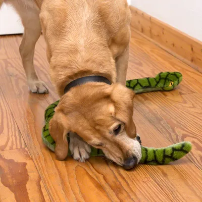 Dog playing with green plush snake-shaped toy on wooden floor.