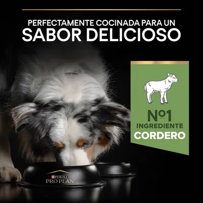 Perro comiendo de un cuenco Purina Pro Plan. Texto: 'Perfectamente cocinada para un sabor delicioso'. Sello verde: 'Nº1 ingrediente cordero' con dibujo de oveja.